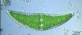 Closterium sp.